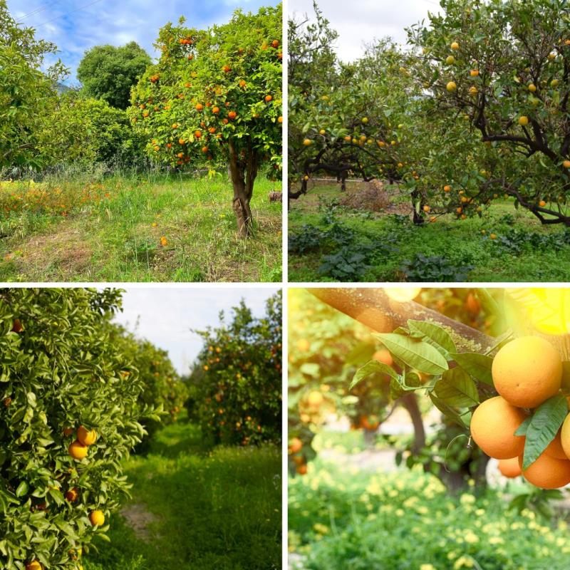 การกำจัดวัชพืชที่มีประสิทธิภาพ คาร์รอน (Diuron 80% WG) สู่สวนส้ม
