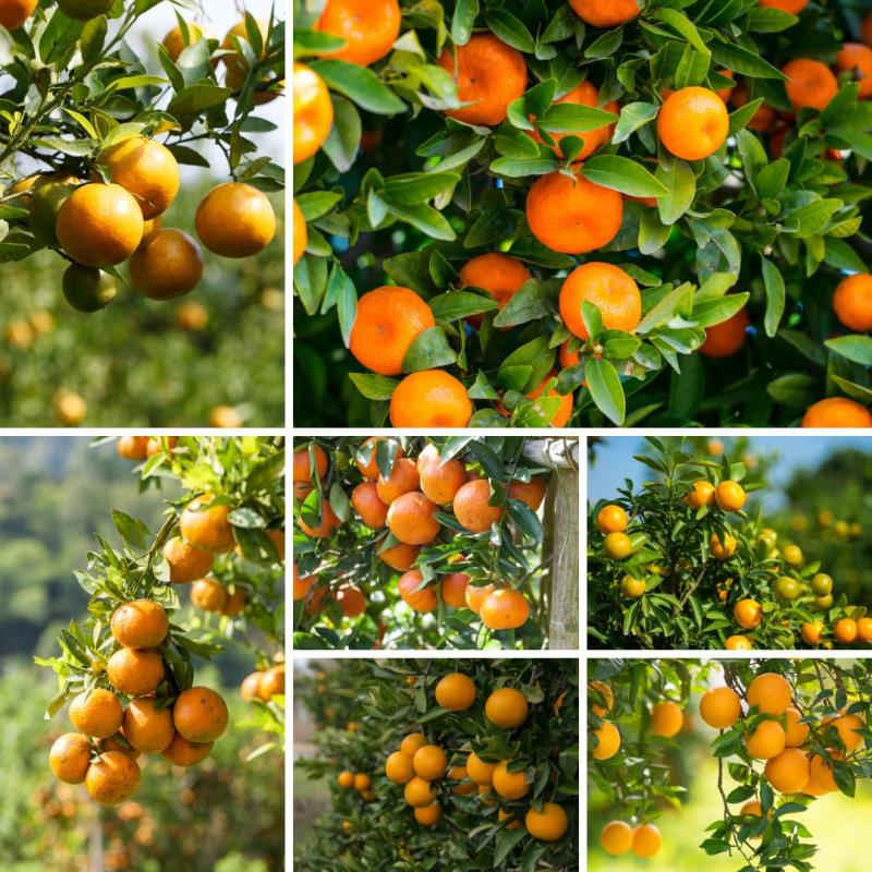 ปุ๋ยสตาร์เฟอร์ 0-0-60 ทางเลือกใหม่สำหรับการเพิ่มผลผลิตและคุณภาพของส้ม