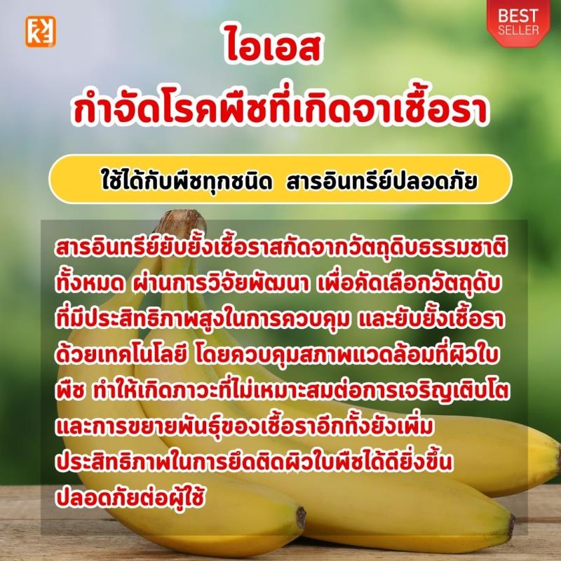 กล้วย ใบไหม้ ใบจุด โรคตายพลาย ราแป้ง รากเน่า โรคราต่างๆ กำจัดด้วย ไอเอส และเร่งฟื้นฟูด้วย ปุ๋ย FK-T