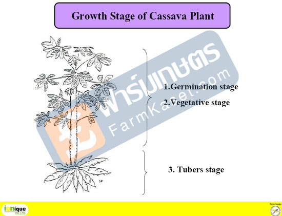Getmination stage of cassava