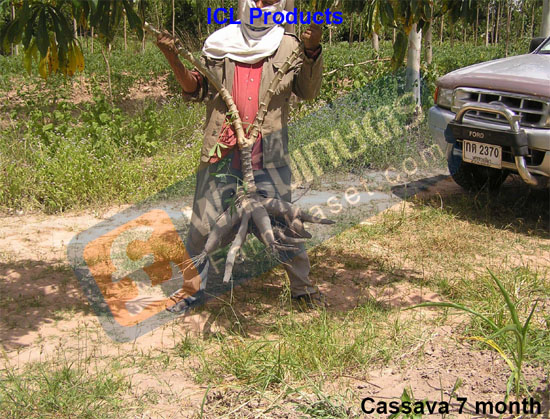 �ѹ�ӻ���ѧ 7 ��͹
