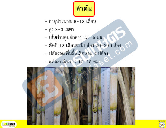 ลำต้นอ้อย