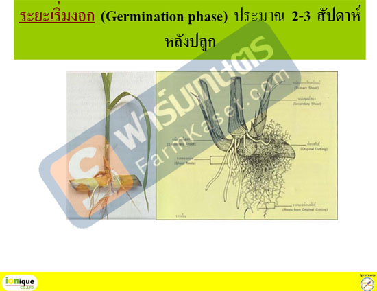 ระยะเริ่มงอก ของอ้อย ประมาณ 2-3 สัปดาห์