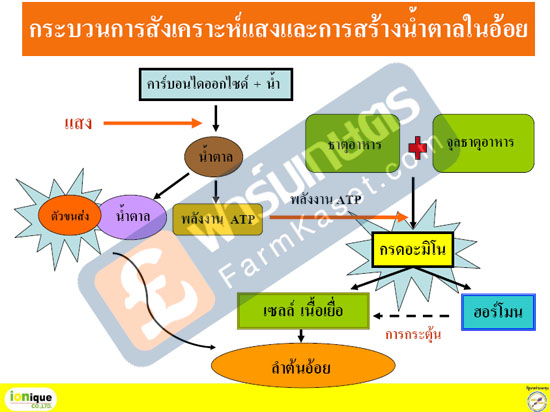 การสังเคราะห์แสง และการสร้างน้ำตาลในอ้อย