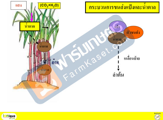 กระบวนการส่งแป้ง และน้ำตาล ในอ้อย