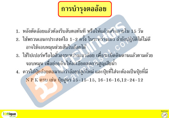 การบำรุงตออ้อย