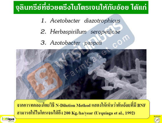 Acetobacter diazotrophicus