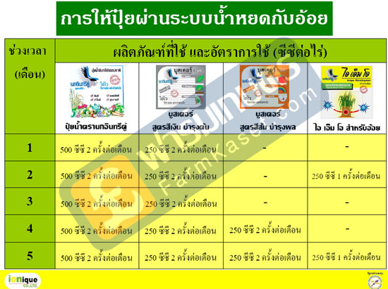 การให้ปุ๋ยผ่านระบบน้ำหยด กับอ้อย