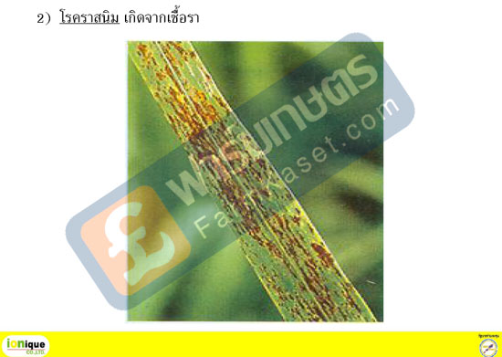 โรคราสนิม