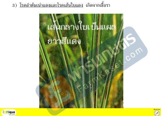 โรคลำต้นเน่าแดง และโรคเส้นใบแดง