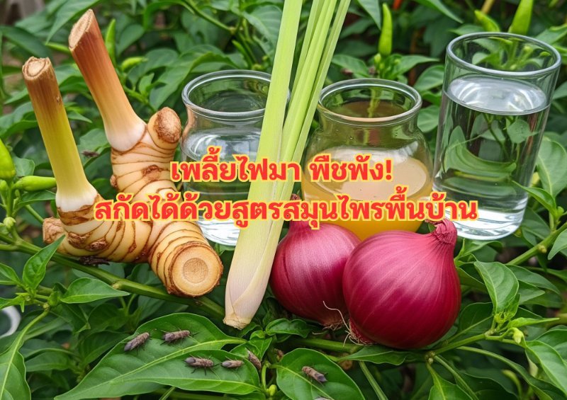 รูปภาพประกอบ