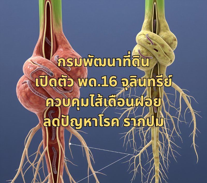 รูปภาพประกอบ