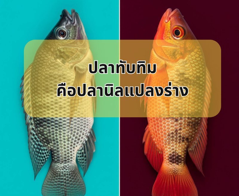 รูปภาพประกอบ
