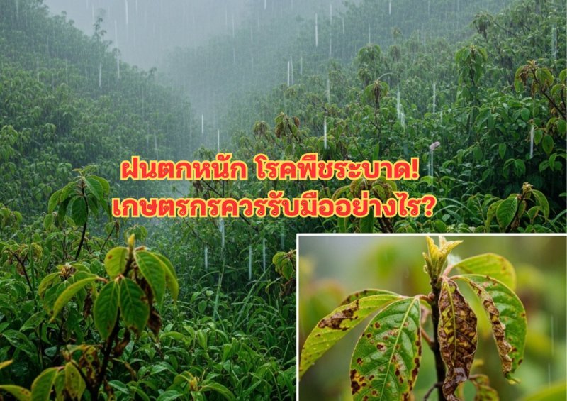 รูปภาพประกอบ