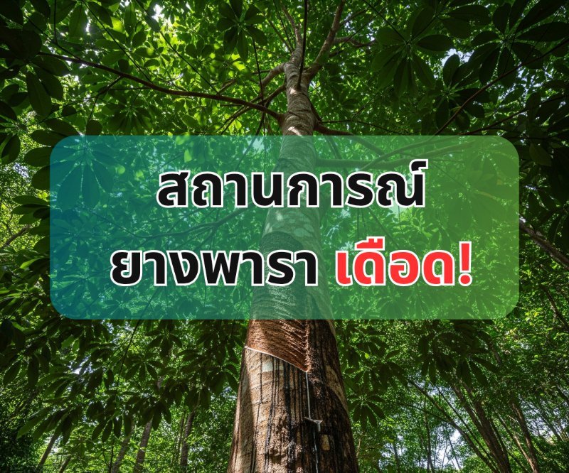 รูปภาพประกอบ