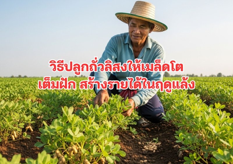 บทความ