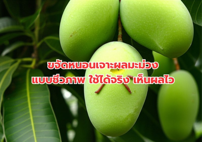 บทความ