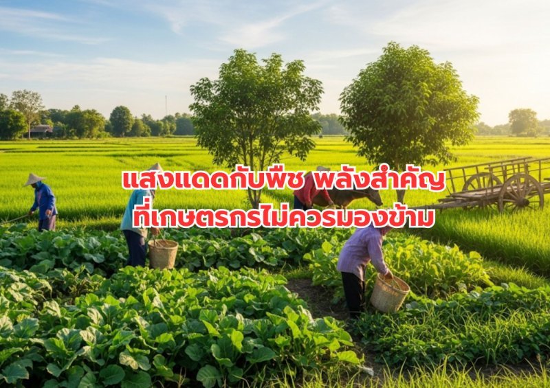 บทความ