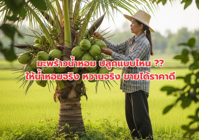 รูปภาพประกอบ