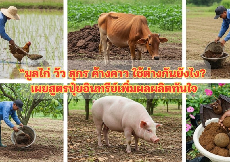 รูปภาพประกอบ
