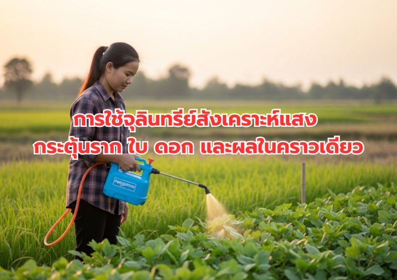 รูปภาพประกอบ