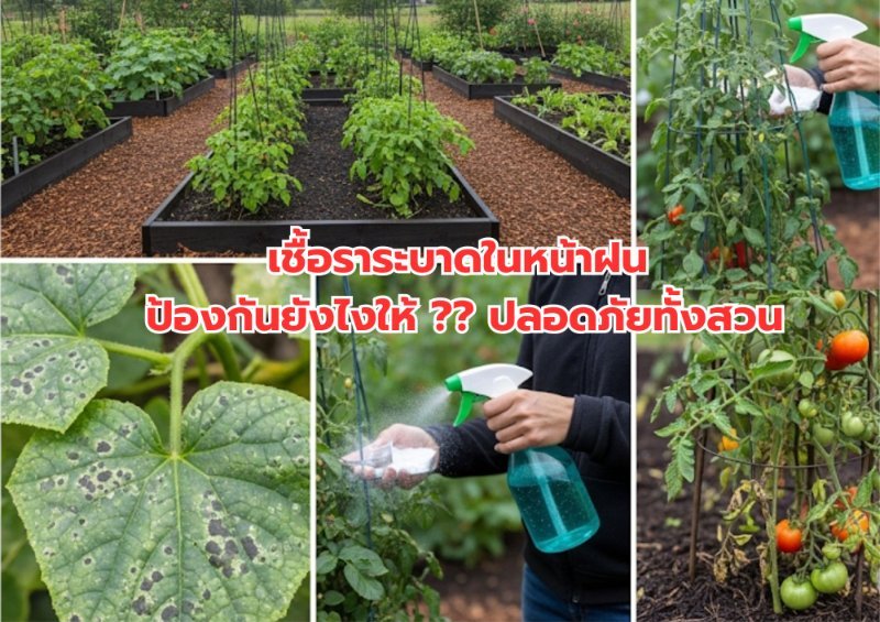 รูปภาพประกอบ