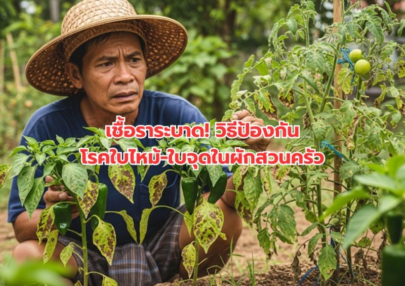 รูปภาพประกอบ