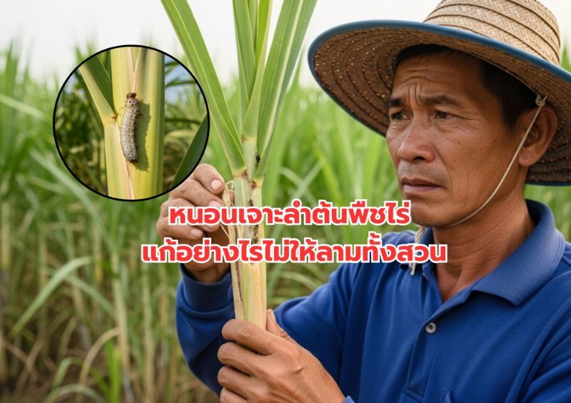 รูปภาพประกอบ
