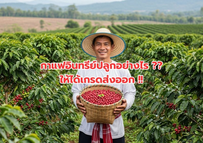 บทความ