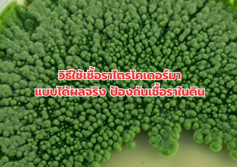 รูปภาพประกอบ
