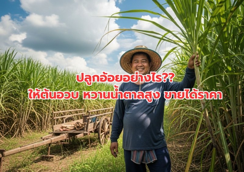 รูปภาพประกอบ