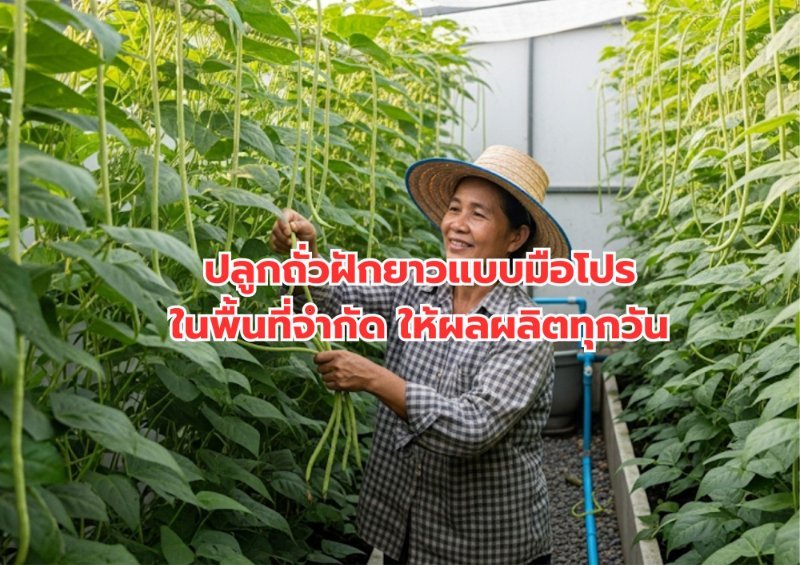 รูปภาพประกอบ