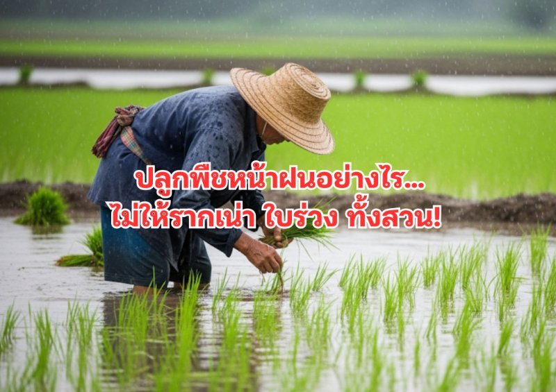 รูปภาพประกอบ