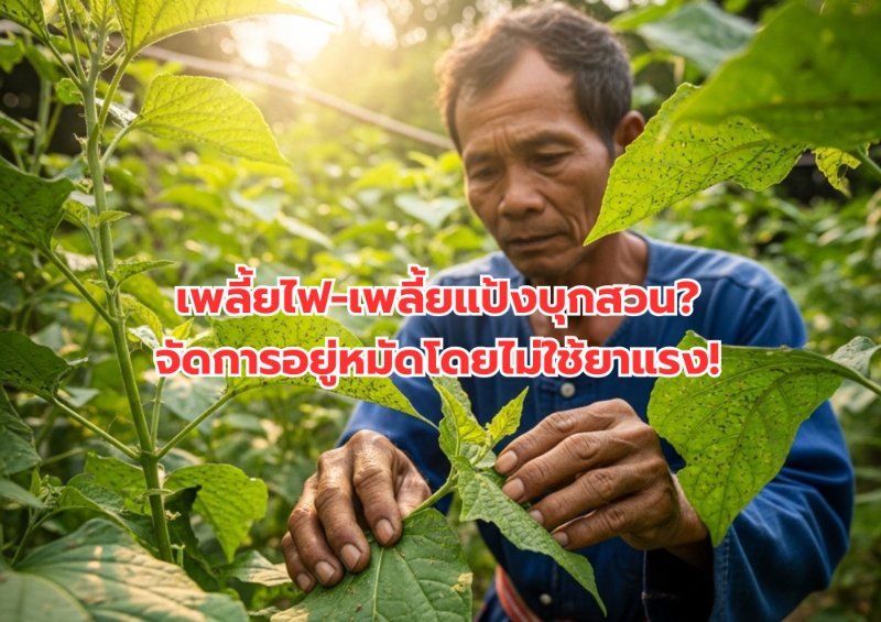 รูปภาพประกอบ