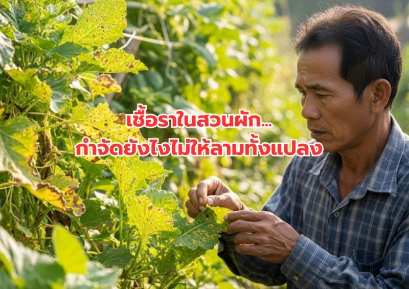 รูปภาพประกอบ