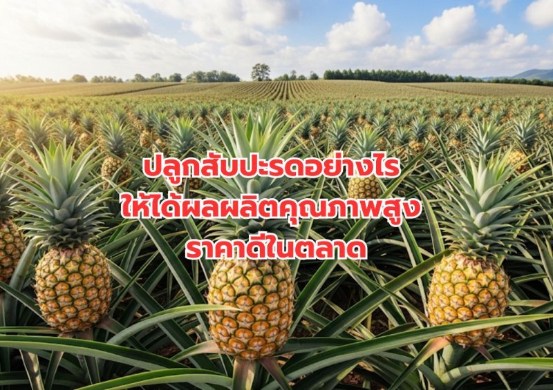 บทความ