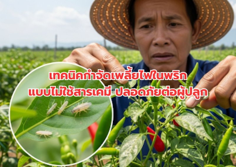 บทความ
