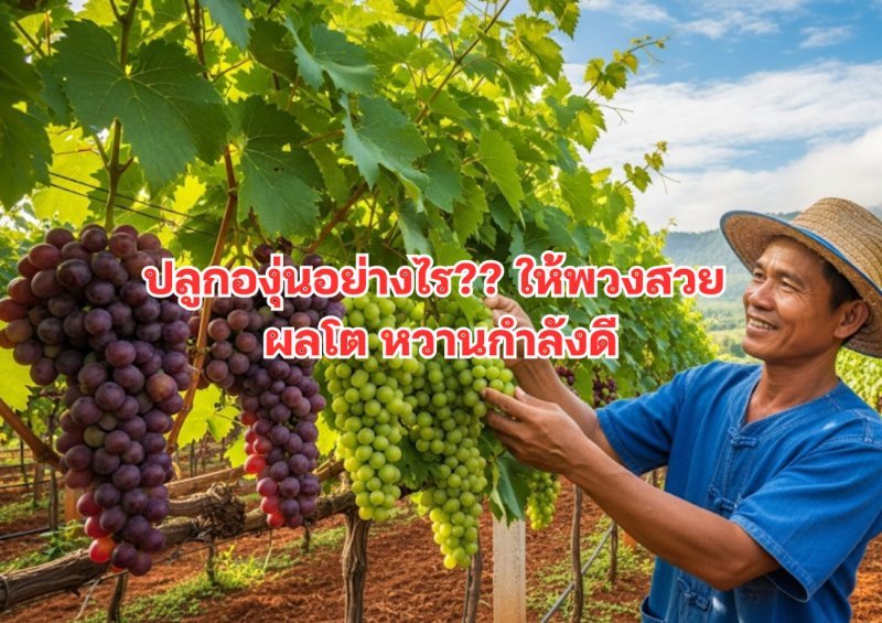 รูปภาพประกอบ