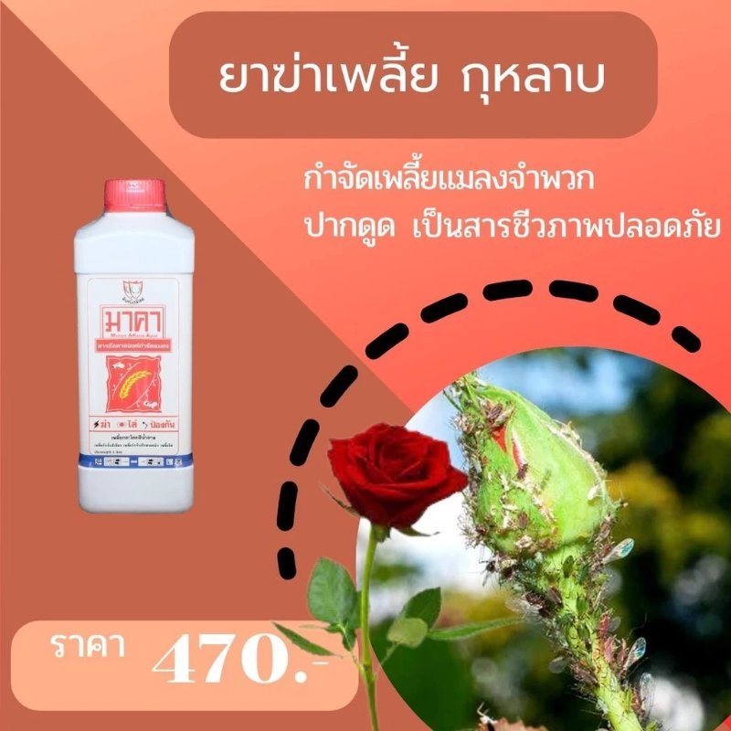 รูปภาพประกอบ