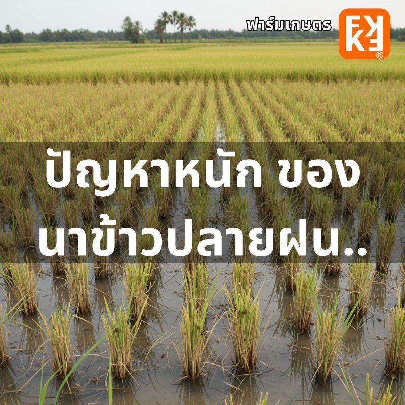 รูปภาพประกอบ