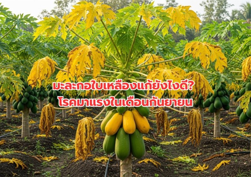 บทความ