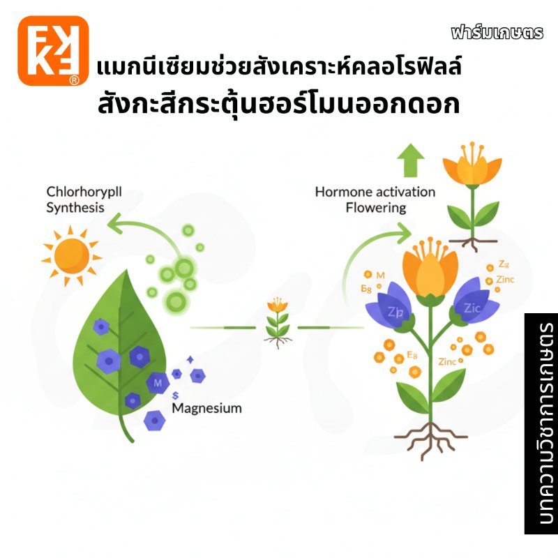 รูปภาพประกอบ