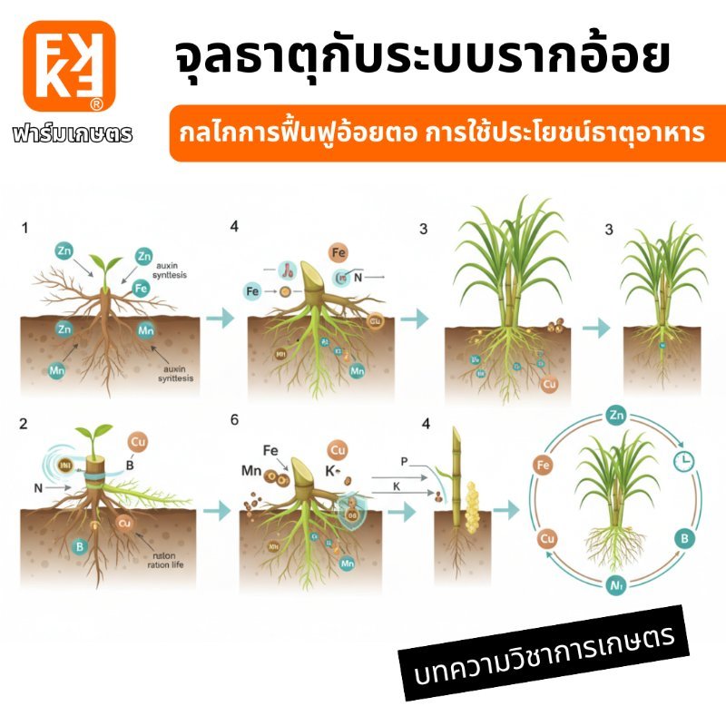 รูปภาพประกอบ