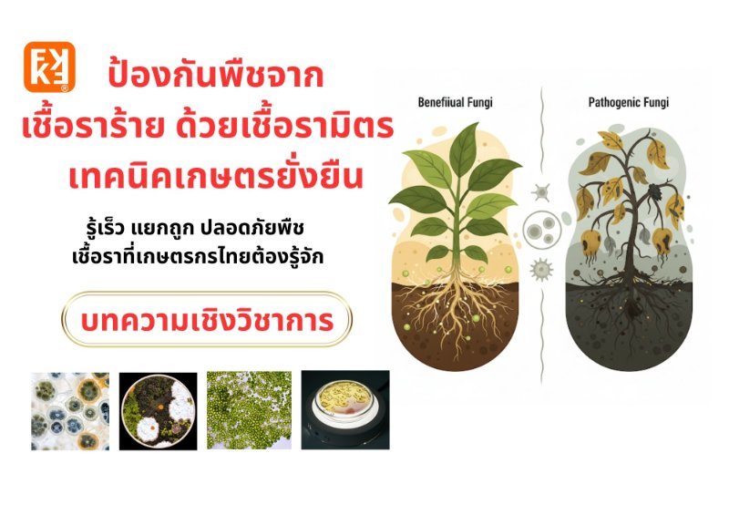 รูปภาพประกอบ