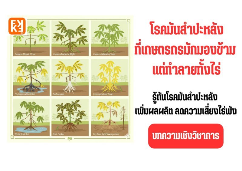 รูปภาพประกอบ