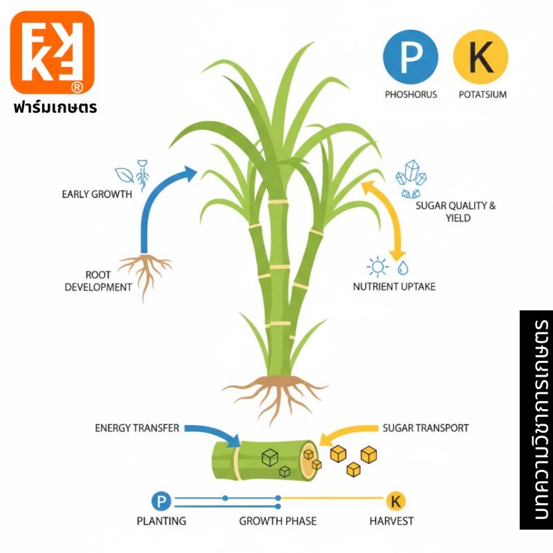 รูปภาพประกอบ