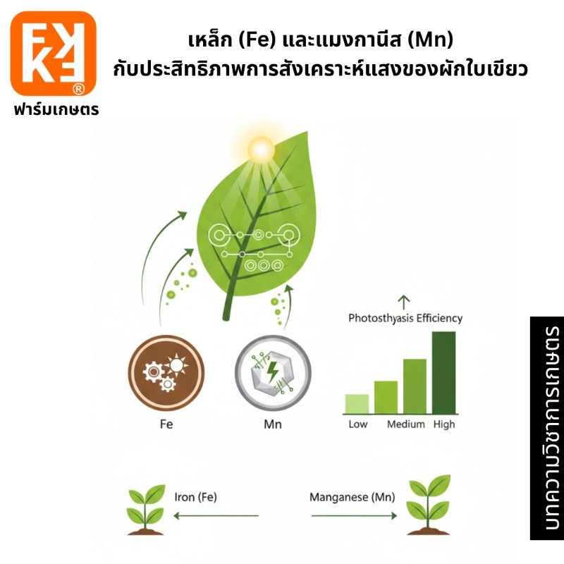 รูปภาพประกอบ