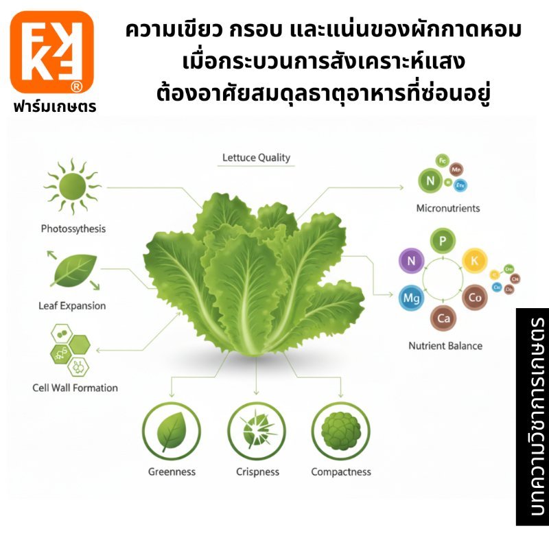 รูปภาพประกอบ