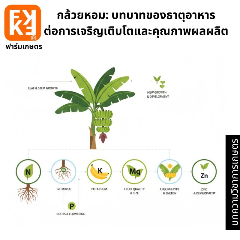 รูปภาพประกอบ