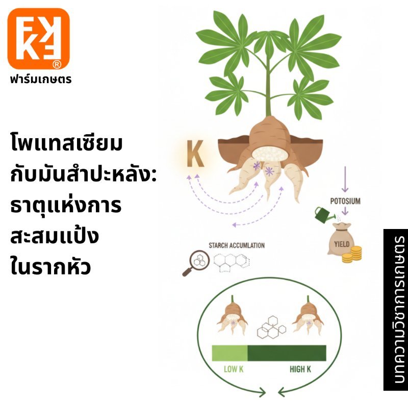 รูปภาพประกอบ